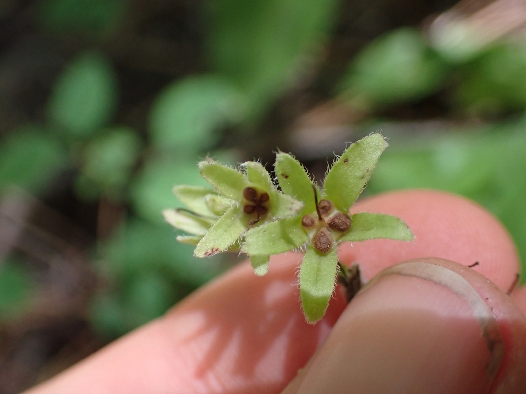 Western hound's tongue (Andersonglossum occidentale)