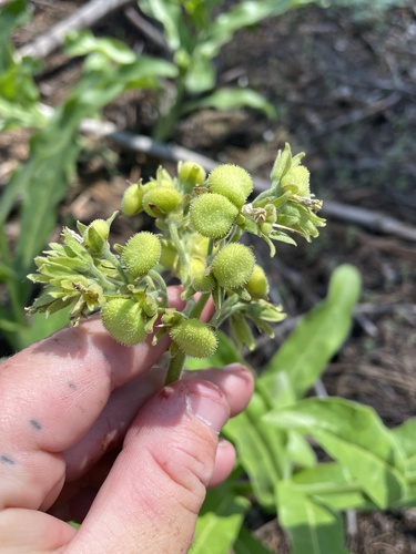 Western hound's tongue (Andersonglossum occidentale)