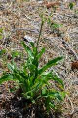 Western hound's tongue (Andersonglossum occidentale)