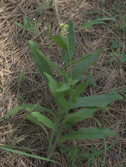Western hound's tongue (Andersonglossum occidentale)