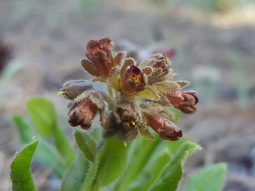 Western hound's tongue (Andersonglossum occidentale)