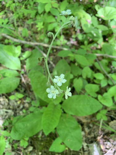 Wild comfrey (Andersonglossum virginianum)