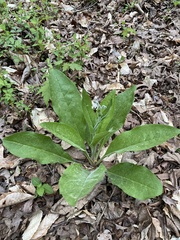 Wild comfrey (Andersonglossum virginianum)