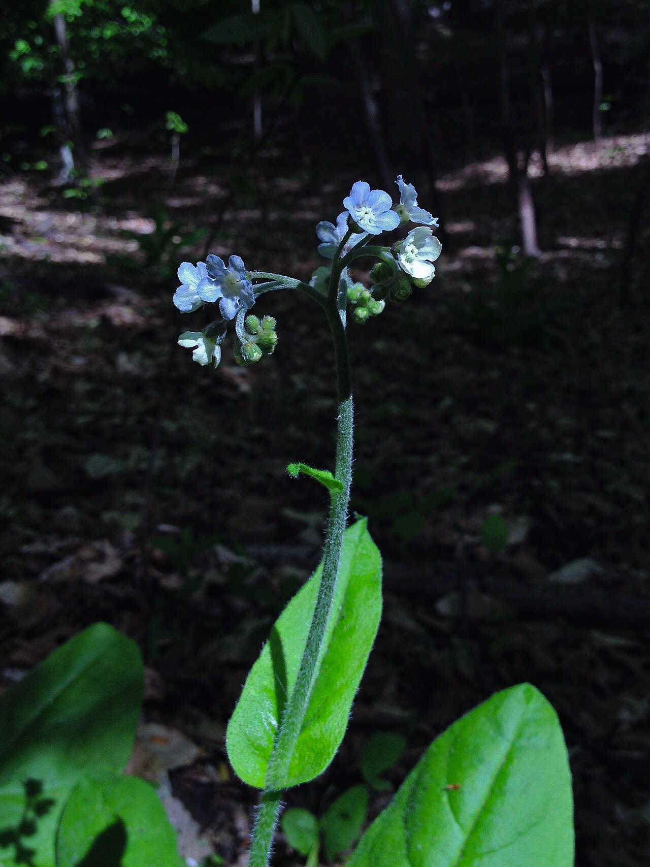 Wild comfrey: Photo of Cynoglossum virginianum in flower. This is a native plant growing wild in Rock Creek Park, Washington, D.C., USA. This species is a member of the Borag