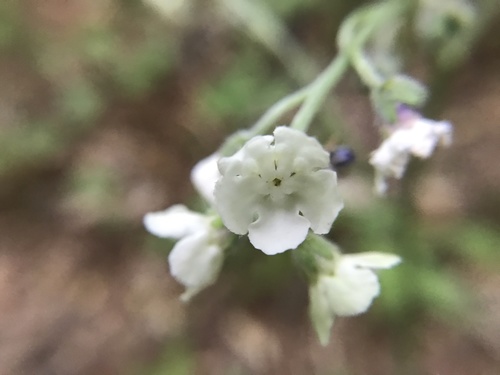 Wild comfrey (Andersonglossum virginianum)