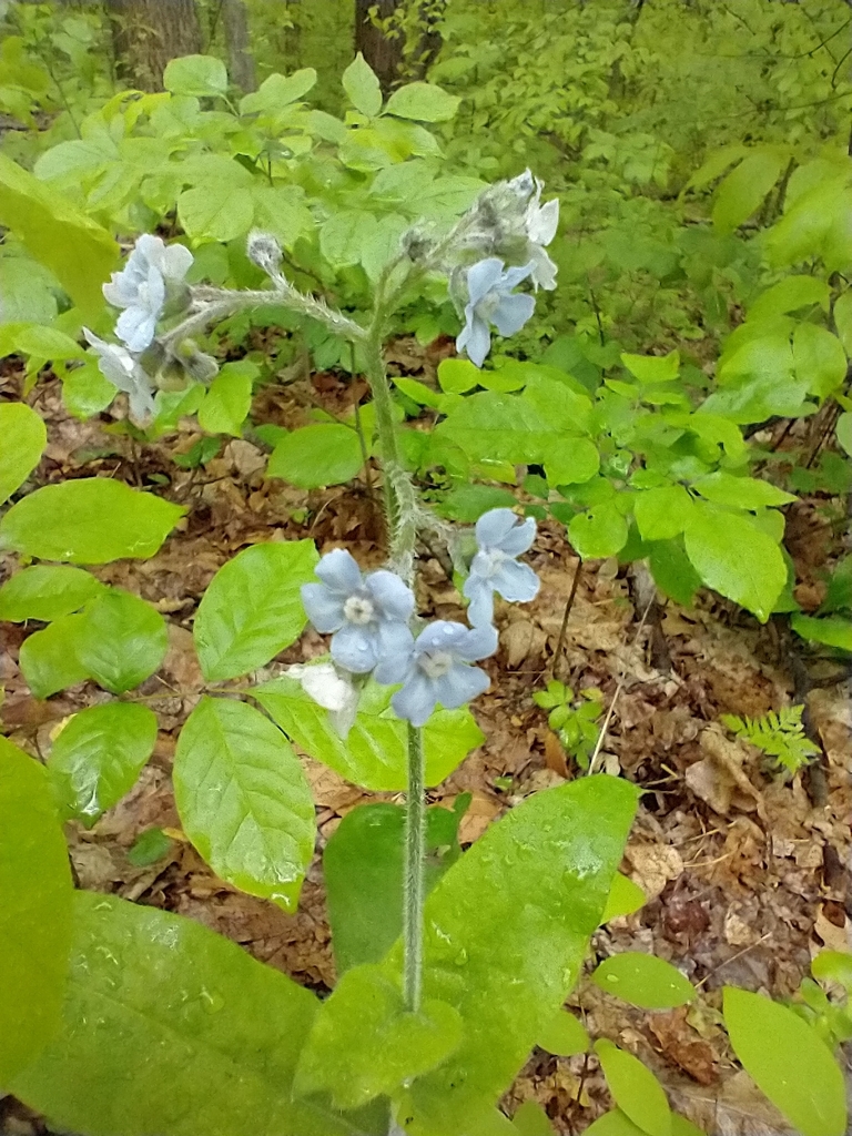 Wild comfrey (Andersonglossum virginianum)