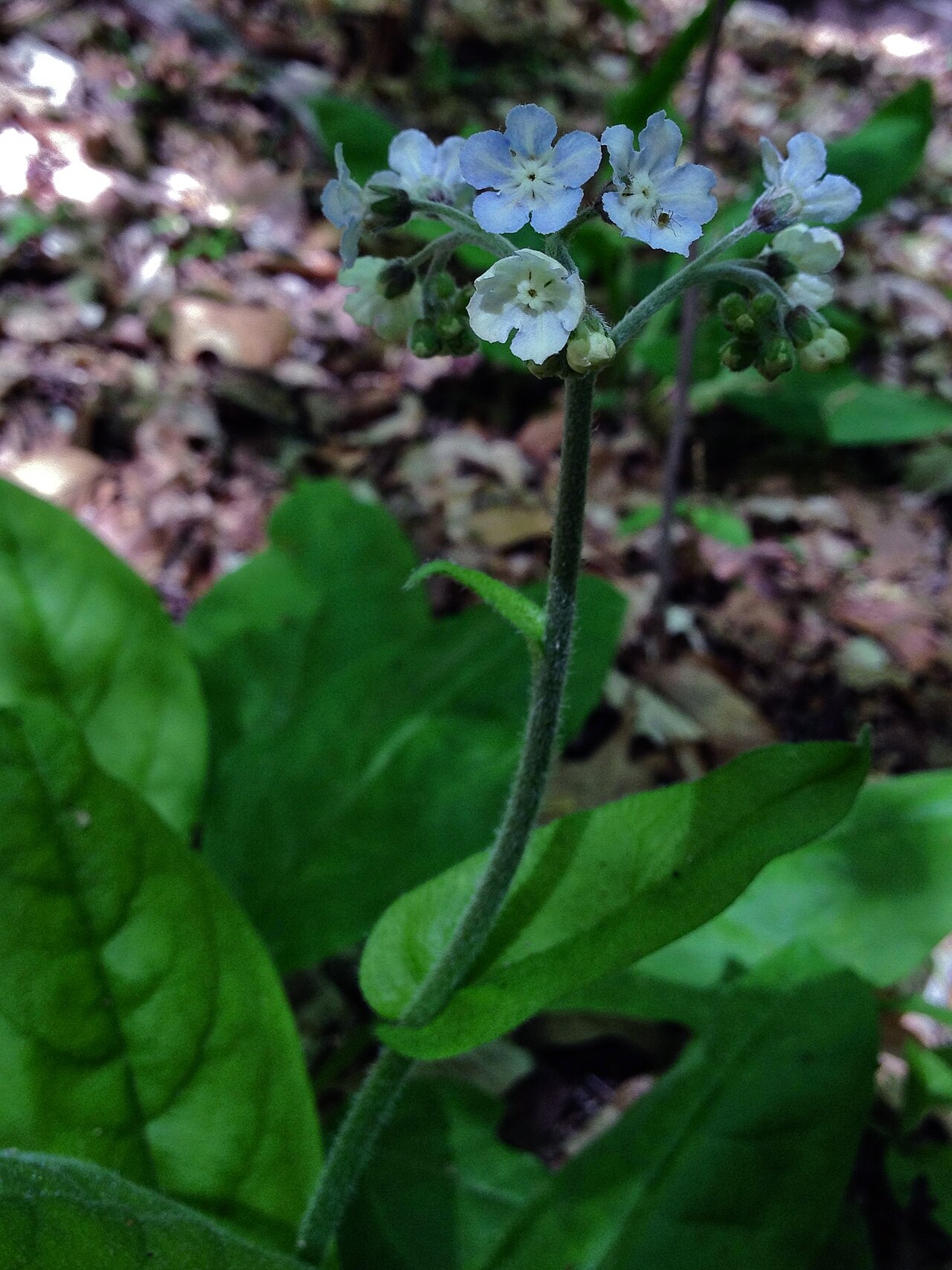Wild comfrey: Photo of Cynoglossum virginianum in flower. This is a native plant growing wild in Rock Creek Park, Washington, D.C., USA. This species is a member of the Borag
