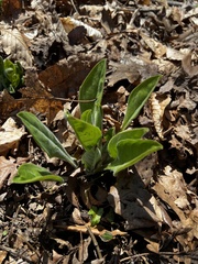 Wild comfrey (Andersonglossum virginianum)