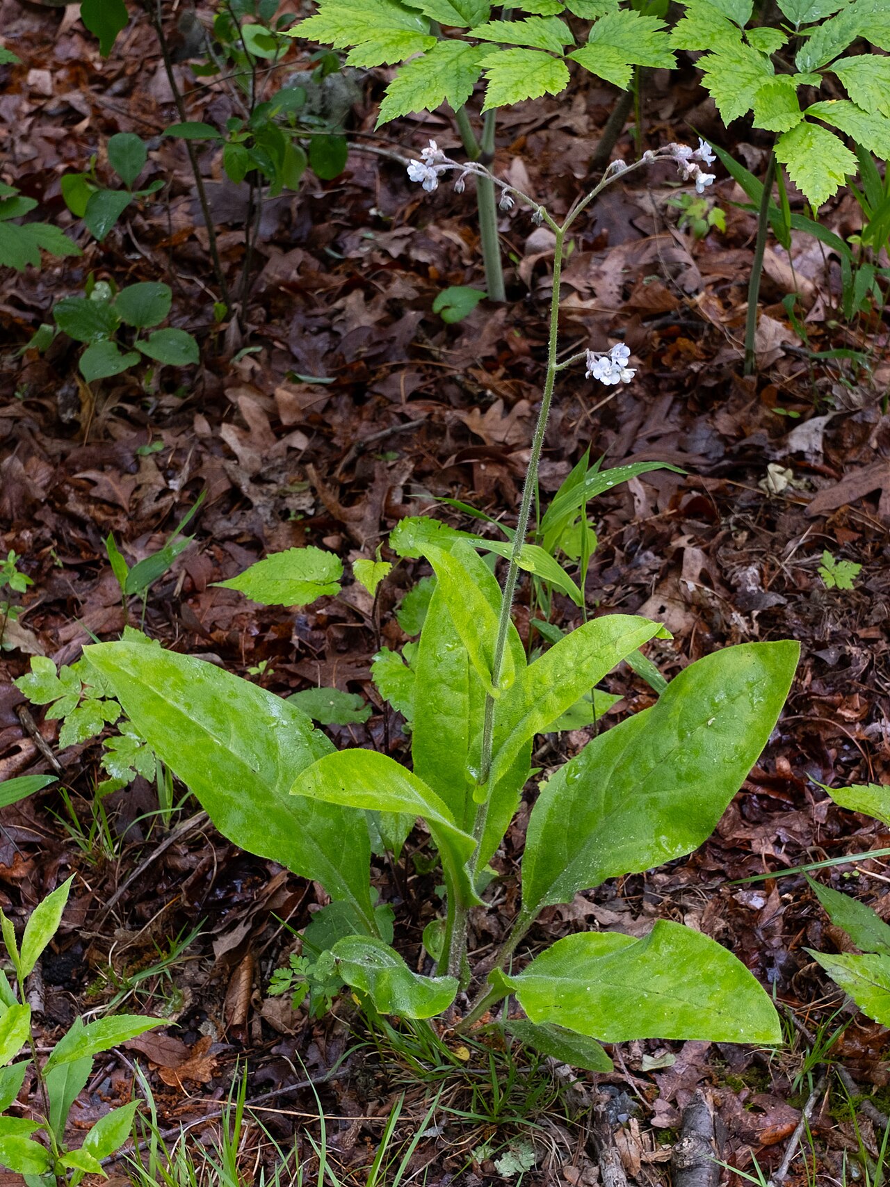 Wild comfrey: Wild comfrey ( Andersonglossum virginianum ) in the United States