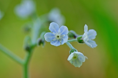 Wild comfrey (Andersonglossum virginianum)