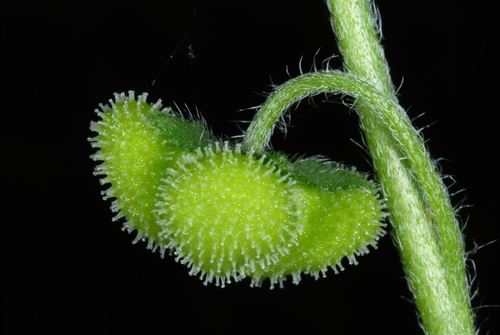 Wild comfrey (Andersonglossum virginianum)