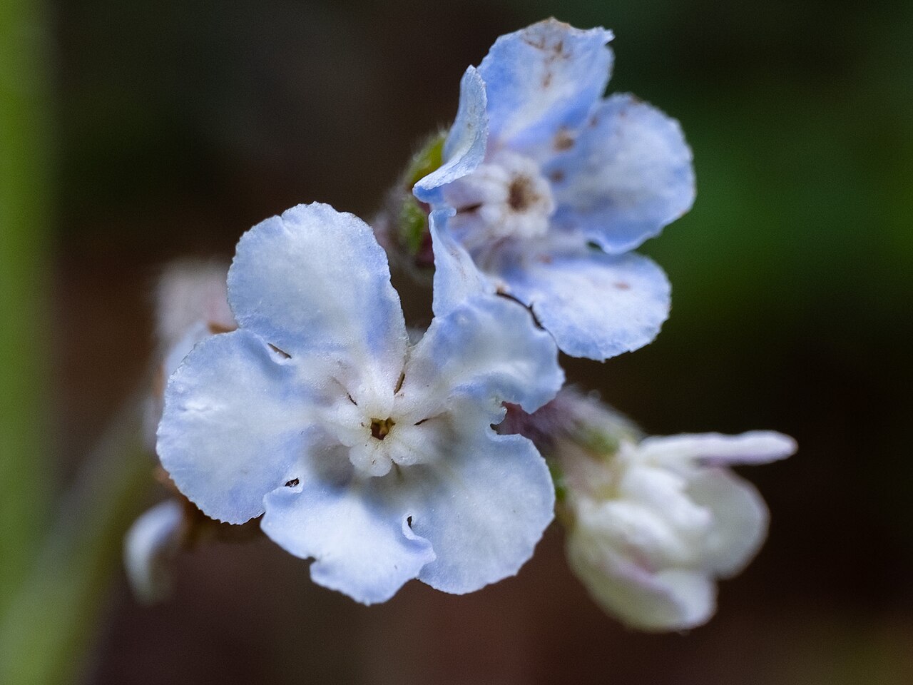 Wild comfrey: Wild comfrey ( Andersonglossum virginianum ) in the United States