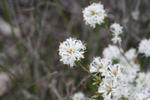 Andersonia aristata (Andersonia aristata)