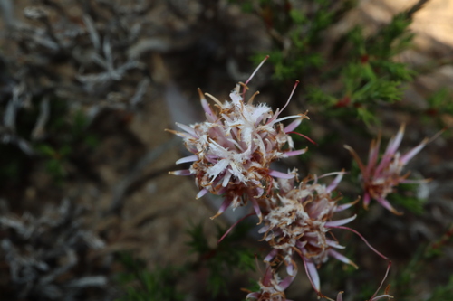 Andersonia aristata (Andersonia aristata)