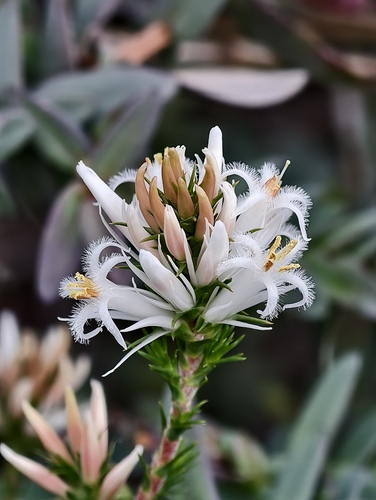 Andersonia aristata (Andersonia aristata)