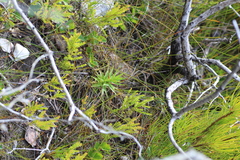 Andersonia axilliflora (Andersonia axilliflora)