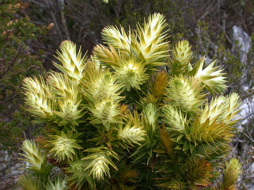 Andersonia axilliflora (Andersonia axilliflora)