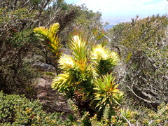 Andersonia axilliflora (Andersonia axilliflora)
