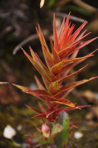 Andersonia axilliflora (Andersonia axilliflora)