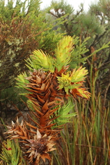 Andersonia axilliflora (Andersonia axilliflora)