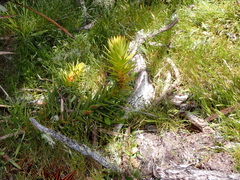 Andersonia axilliflora (Andersonia axilliflora)
