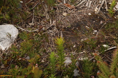 Andersonia axilliflora (Andersonia axilliflora)