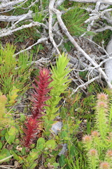 Andersonia axilliflora (Andersonia axilliflora)
