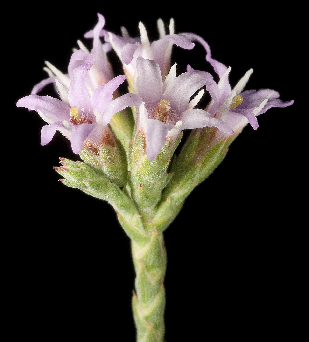 Andersonia brevifolia: KRT4727