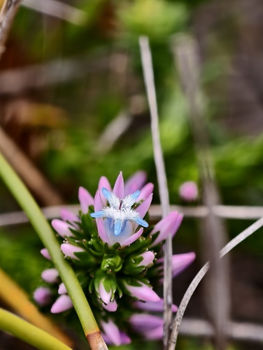 Andersonia caerulea (Andersonia caerulea)