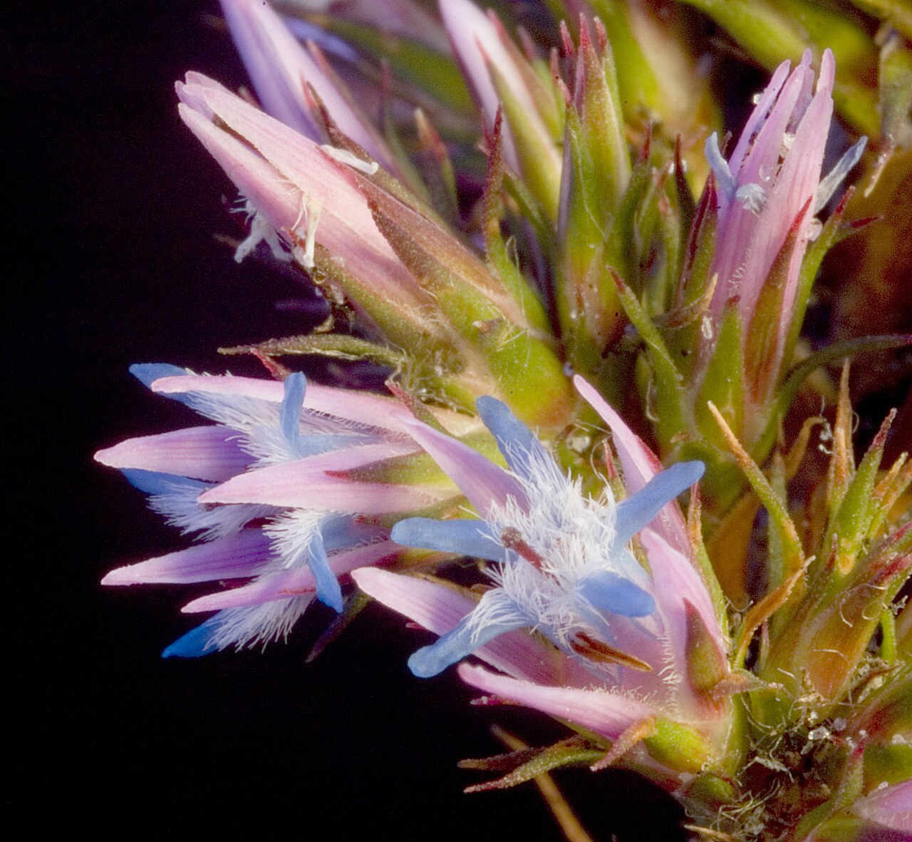 Andersonia caerulea: KRT3239