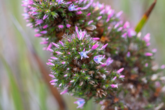 Andersonia caerulea (Andersonia caerulea)