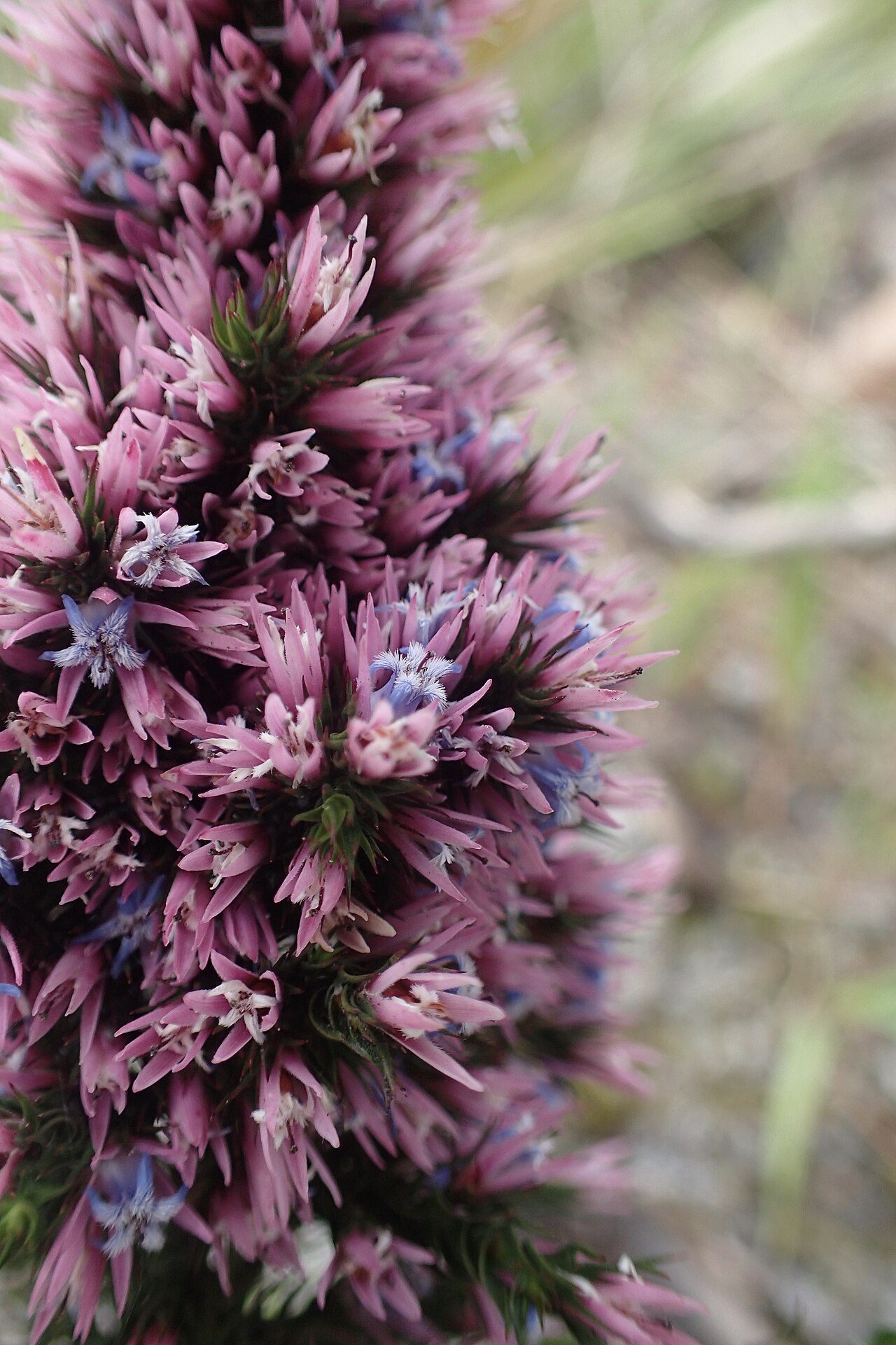 Andersonia caerulea: Andersonia caerulea in the Chorkerup Nature Reserve, near Narrikup, Western Australia