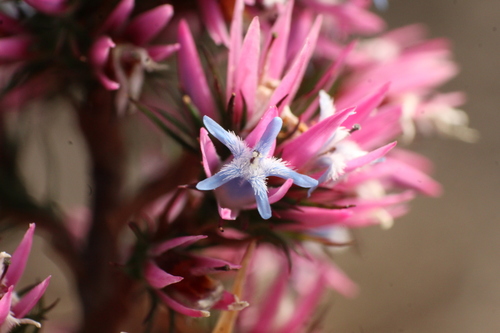 Andersonia caerulea (Andersonia caerulea)