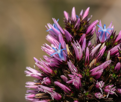 Andersonia caerulea (Andersonia caerulea)