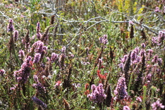 Andersonia caerulea (Andersonia caerulea)