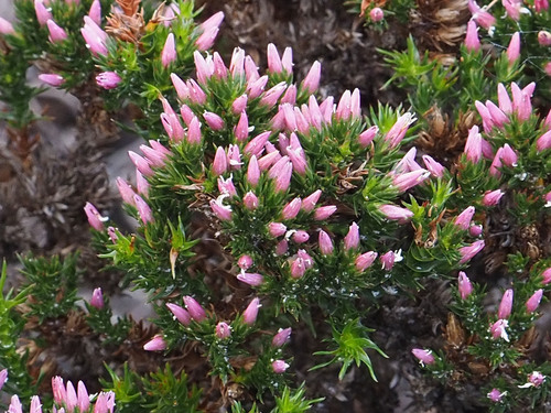Andersonia caerulea (Andersonia caerulea)