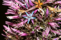 Andersonia caerulea (Andersonia caerulea)