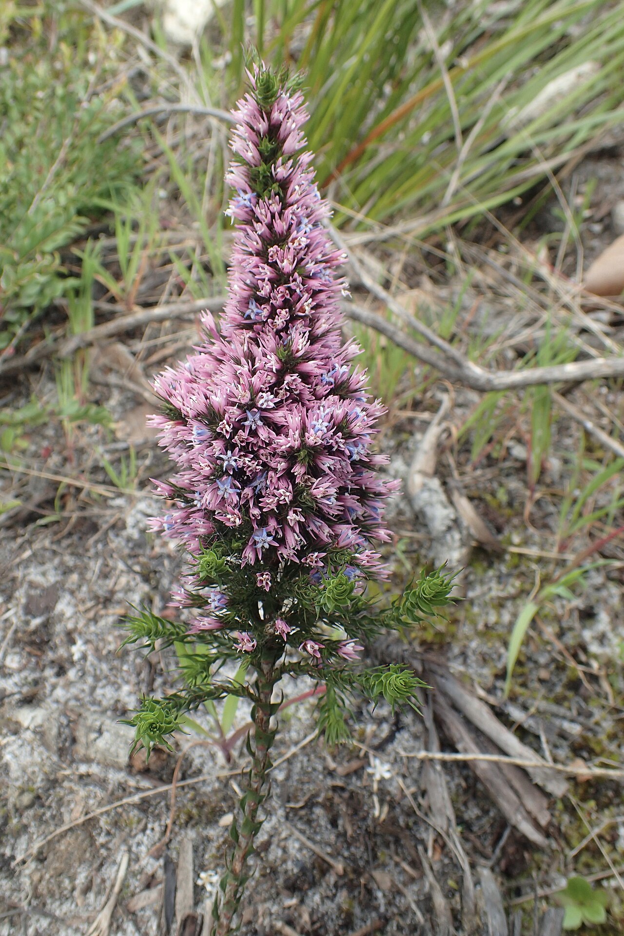 Andersonia caerulea: Andersonia caerulea in the Chorkerup Nature Reserve, near Narrikup, Western Australia