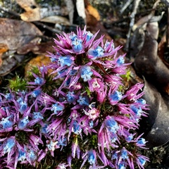 Andersonia caerulea (Andersonia caerulea)