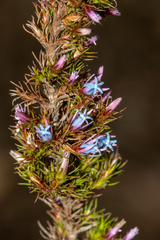 Andersonia caerulea (Andersonia caerulea)