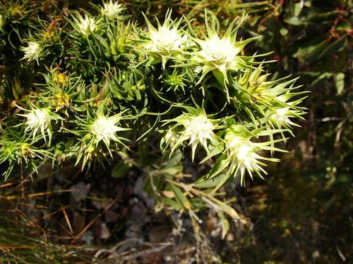 Andersonia echinocephala (Andersonia echinocephala)