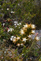 Andersonia echinocephala (Andersonia echinocephala)