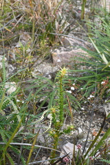 Andersonia echinocephala (Andersonia echinocephala)