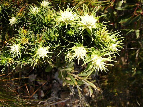 Andersonia echinocephala: Andersonia echinocephala. Species of plant.