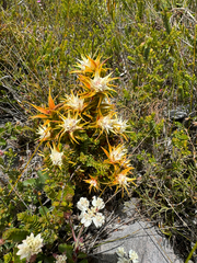 Andersonia echinocephala (Andersonia echinocephala)