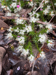 Andersonia geniculata (Andersonia geniculata)