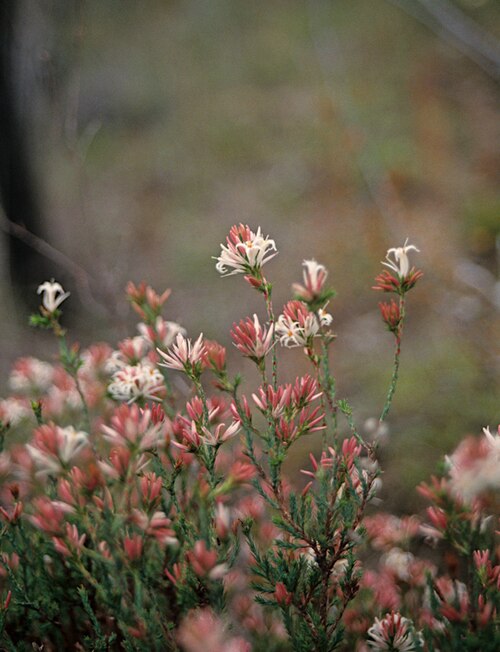 Andersonia gracilis: Andersonia gracilis in Kalamuda National Park, Western Australia