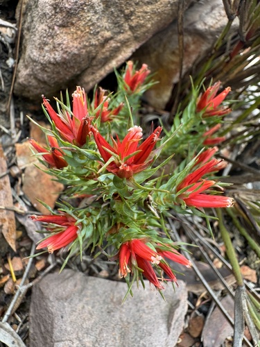 Andersonia grandiflora (Andersonia grandiflora)