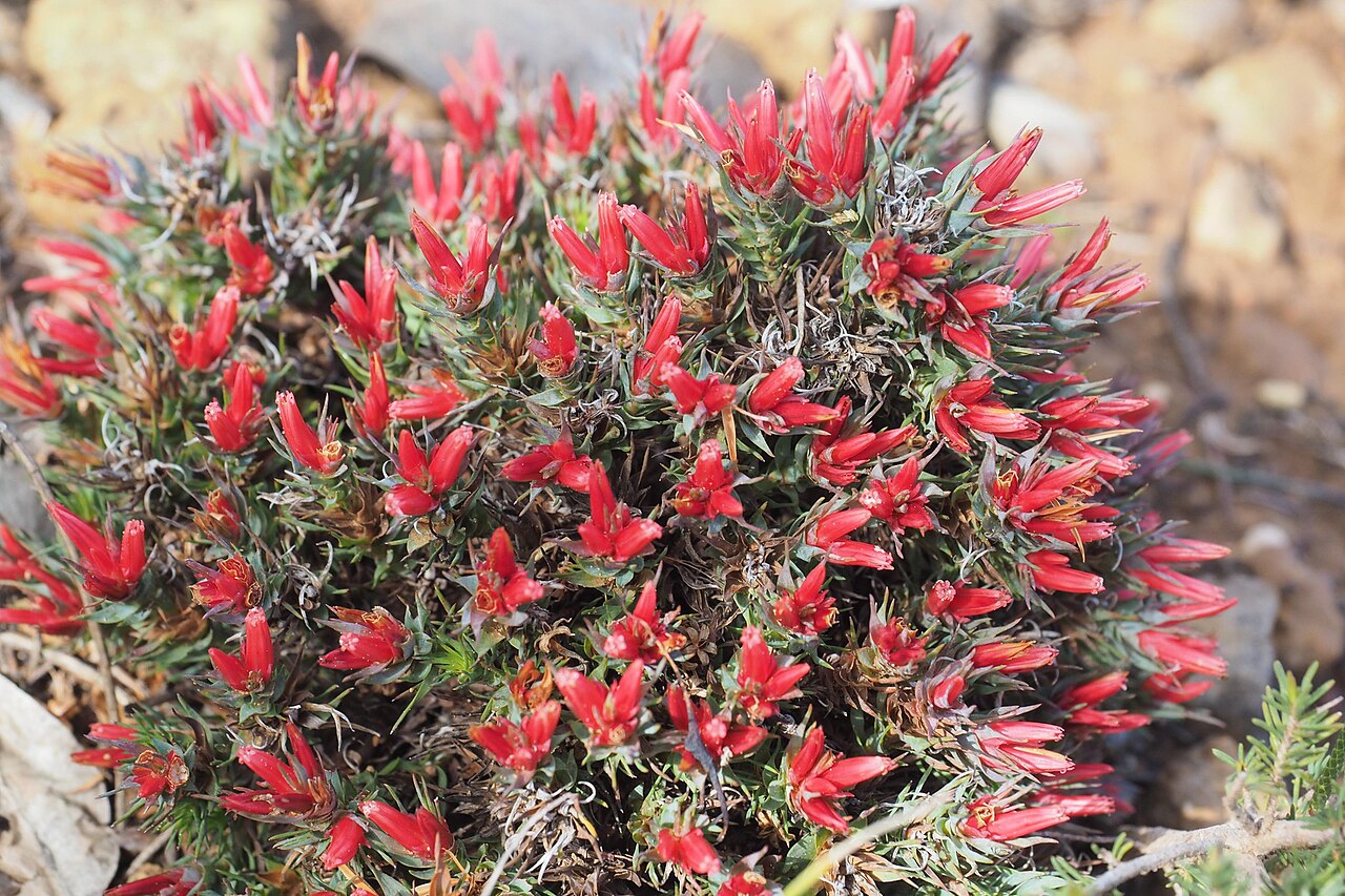 Andersonia grandiflora: Andersonia grandiflora