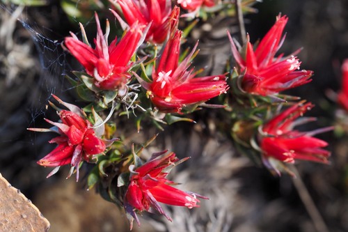 Andersonia grandiflora (Andersonia grandiflora)